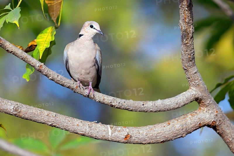 Red-crested Pigeon, (Streptopelia vinacea), Red-winged Turtle Dove, Morgan Kunda lodge / road to Kat, Jajari, North Bank, Gambia, Africa