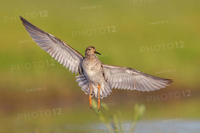Ruff (Philomachus pugnax), female in flight, Narew, Bialystok, Podlasie, Poland, Europe
