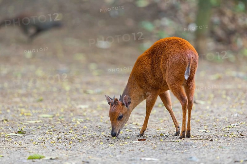 Red forest duiker (Cephalophus natalensis) antelope, iSimangaliso Wetland Park, St. Lucia, KwaZulu-Natal, South Africa, Africa
