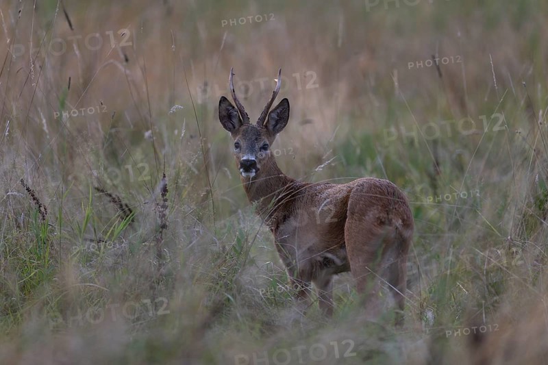 Roebuck, leaf time, Wittlich, Rhineland-Palatinate, Germany, Europe
