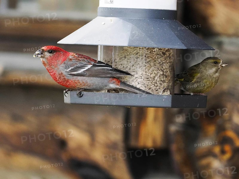 Pine Grosbeak (Pinicola enucleator) and Greenfinch (Chloris chloris), adult male birds at feeding station, May, Finnish Lapland