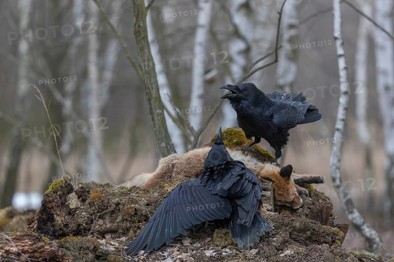 Two common raven (Corvus corax), fighting and feeding on the carcass of a red fox lying on stones in a forest of birch trees