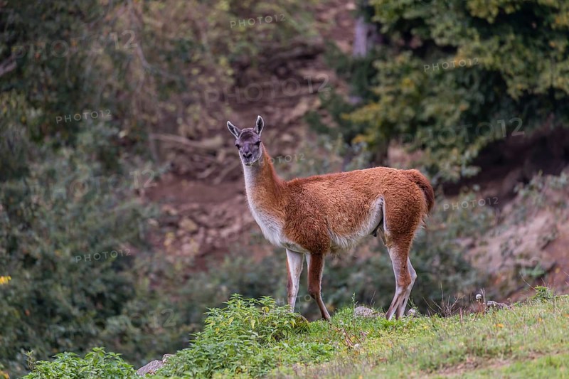 One male guanaco (Lama guanicoe) stands on steep ground