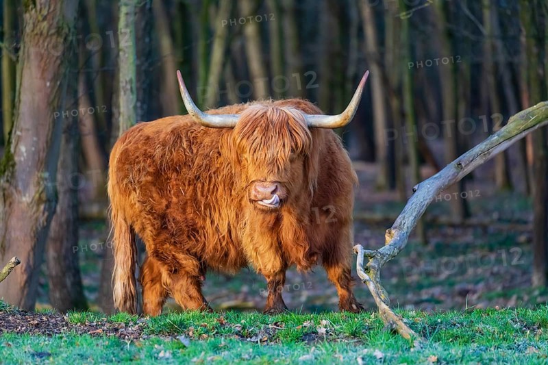 One Highland cow (Bos (primigenius) taurus) stands at a forest edge