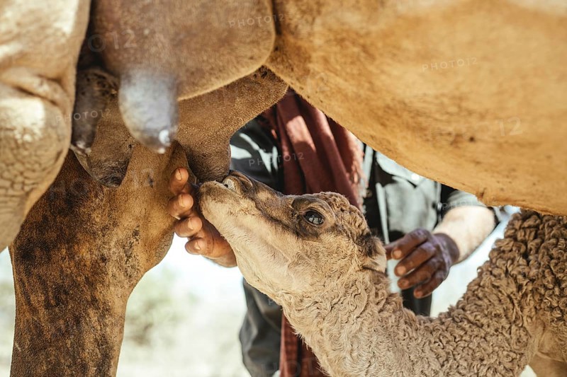 Camel calf suckling on its mother's udder on the camel farm of Sheikh Ahmed Ali Al-Mahri, camel breeder, Sarfeit, Dhofar, Oman, Asia