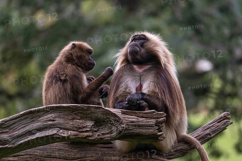 Family of Gelada (Theropithecus gelada), or bleeding-heart monkey with a male, female and baby. A green forest in the distant background