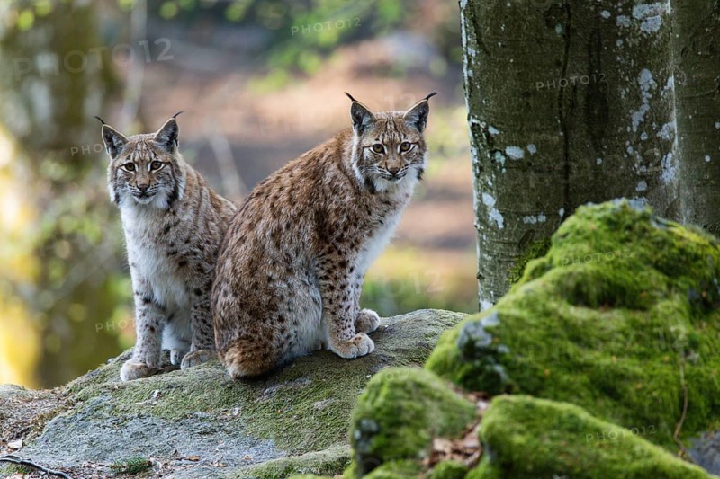 Eurasian Lynx or Northern Lynx (Lynx lynx), two adult animals sitting on a boulder, in the enclosure area, Bavarian Forest National Park, Bavaria, Germany, Europe