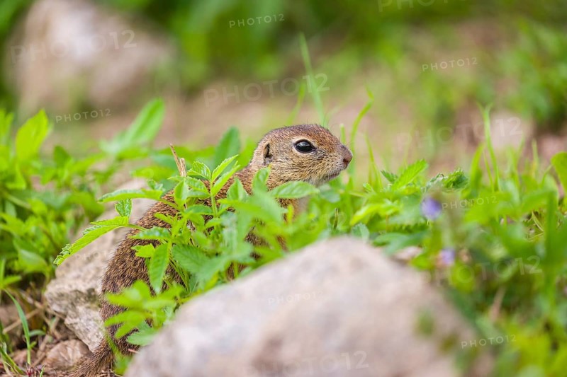 An adult and a young European ground squirrel (Spermophilus citellus) or European souslik sits in green gras