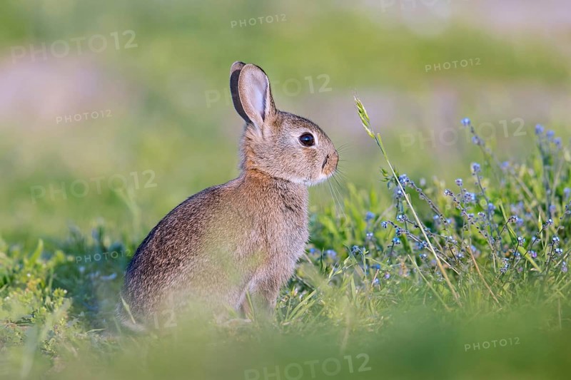 European rabbit, young common rabbit (Oryctolagus cuniculus) juvenile sitting near entrance to warren in grassland in spring