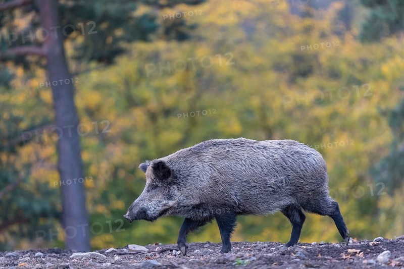 One wild boar or wild pig (Sus scrofa), walking over an opening in early morning light, searching for food, with an autumnal colored forest in the background