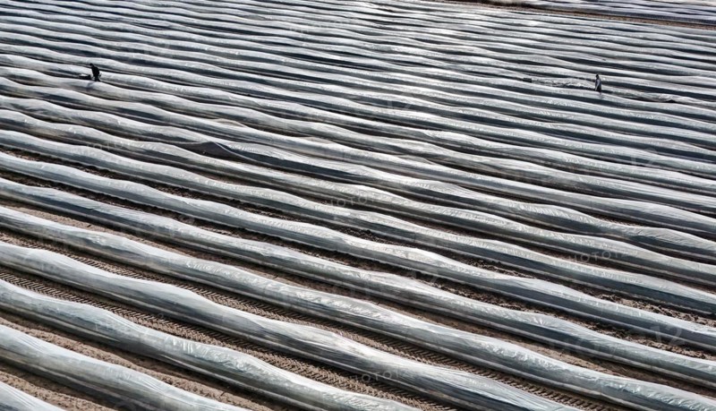 The first asparagus is harvested from a foil-covered asparagus field, Beelitz, 26/03/2024