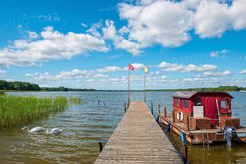 Footbridge with raft at Stolpsee under blue sky with cumulus clouds in summer, Two swans in the water, Himmelpfort, Brandenburg, Germany, Europe