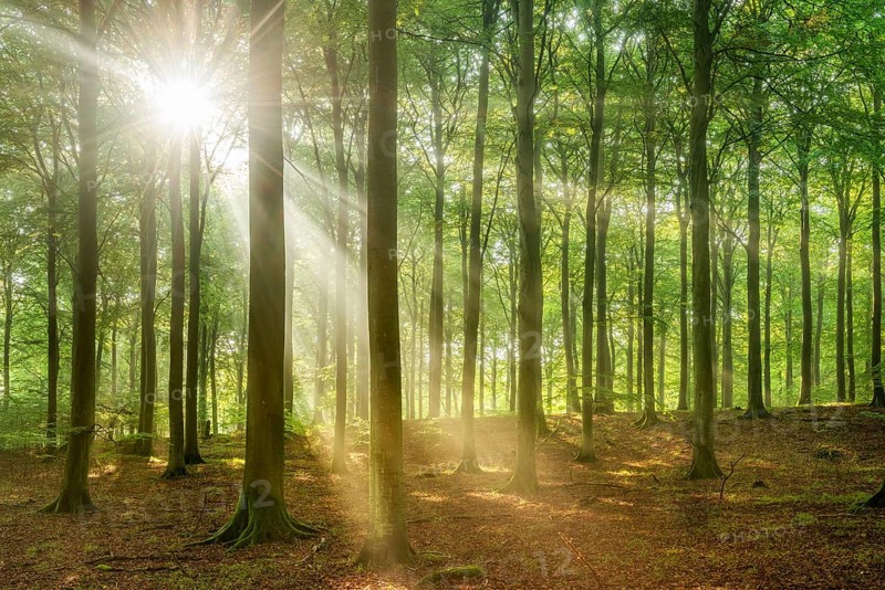 The sun shines through a near-natural beech forest (Fagus sp.) with morning mist, Stubnitz forest area, Jasmund National Park, Rügen Island, Mecklenburg-Western Pomerania, Germany, Europe