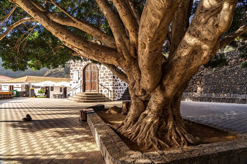 Giant tree in the Plaza de Masca square in front of the Ermita de la Inmaculada Concepción church, Masca, Tenerife, Canary Islands, Spain, Europe