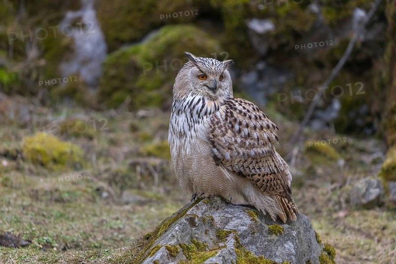 One Siberian Eagle Owl (Bubo bubo sibiricus) sitting on a mossy rock with rocks and grass in the background