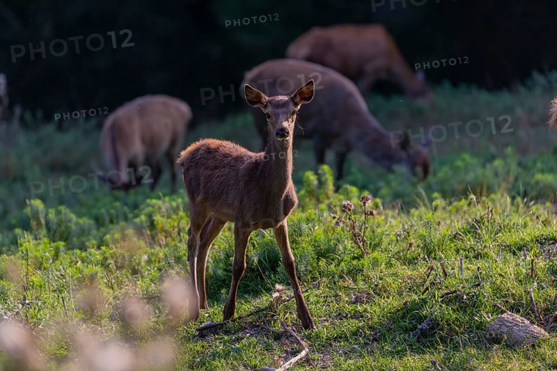 One Red Deer fawn (Cervus elaphus) standing on a green meadow. A dark forest in the background
