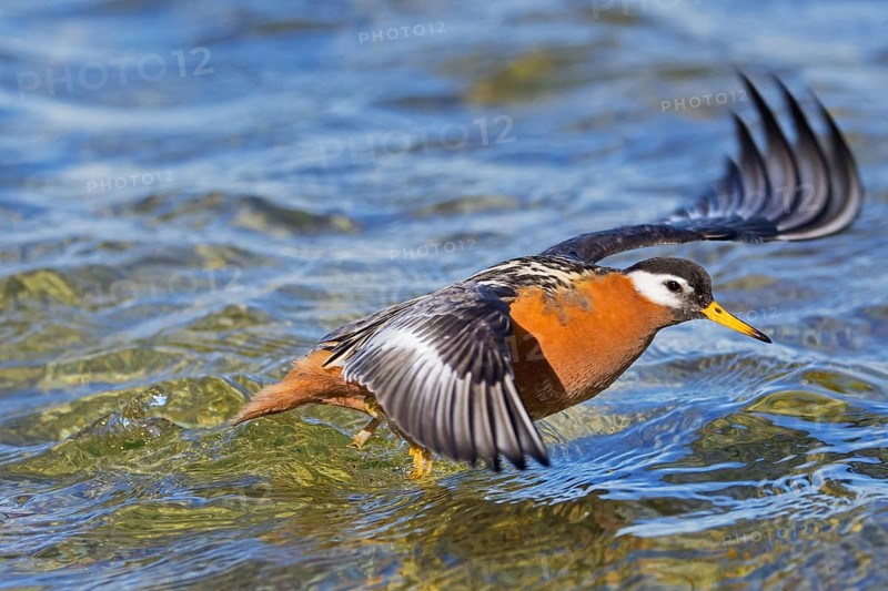 Red phalarope, grey phalarope (Phalaropus fulicarius) female in breeding plumage taking off from pond on the tundra in spring, Svalbard, Norway, Europe