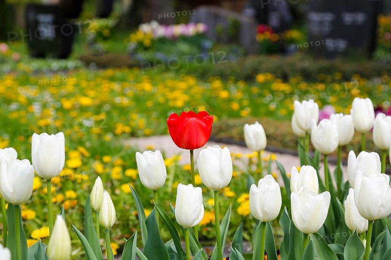 Gönningen tulip blossom, historical cemetery Gönningen, tulips (Tulipa), flowers, white, red blossoms, spring bloomers, bulbous flower genus, old tradition, custom, custom, tulip show, Tulip Sunday at the foot of the Swabian Alb, Gönningen, district of Reutlingen, Baden-Württemberg, Germany, Europe