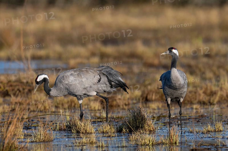 Common crane (Grus grus), Hornborga, Sweden, Europe