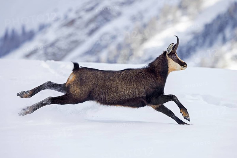 Alpine chamois (Rupicapra rupicapra) female in dark winter coat running down snow covered mountain slope in the European Alps
