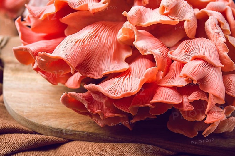 Pink oyster mushroom, bunch, close-up, raw, no people