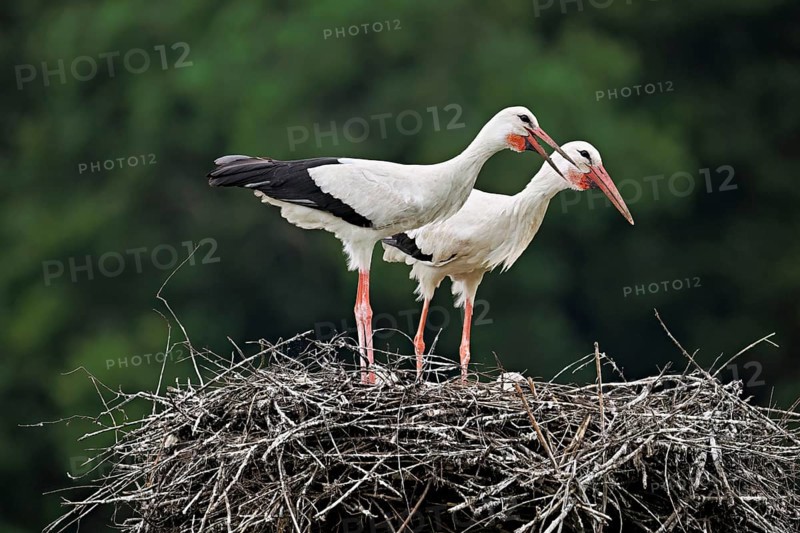 White storks (Ciconia ciconia), mating pair standing on eyrie, Canton Aargau, Switzerland, Europe