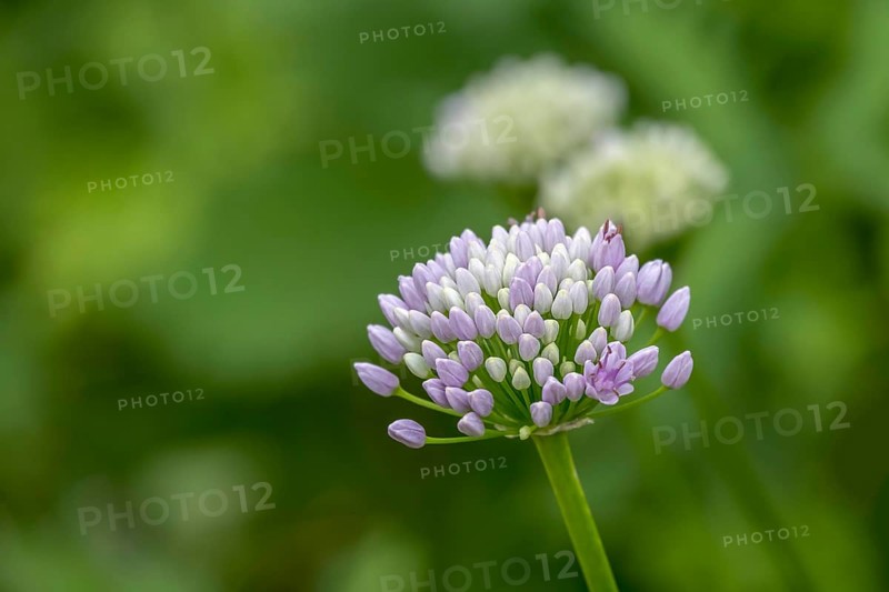 Perennial ornamental leek (Allium senescens), North Rhine-Westphalia, Germany, Europe
