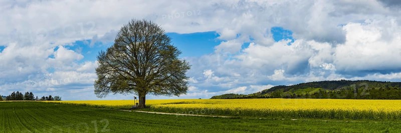 Lime tree (Tilia) on the Hödinger Berg, Hödingen, Lake Constance district, Upper Swabia, Baden-Württemberg, Germany, Europe