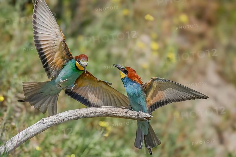 European bee-eater (Merops apiaster) on the lookout for a mate in spring. Kaiserstuhl, Freiburg im Breisgau, Baden-Württemberg, Germany, Europe