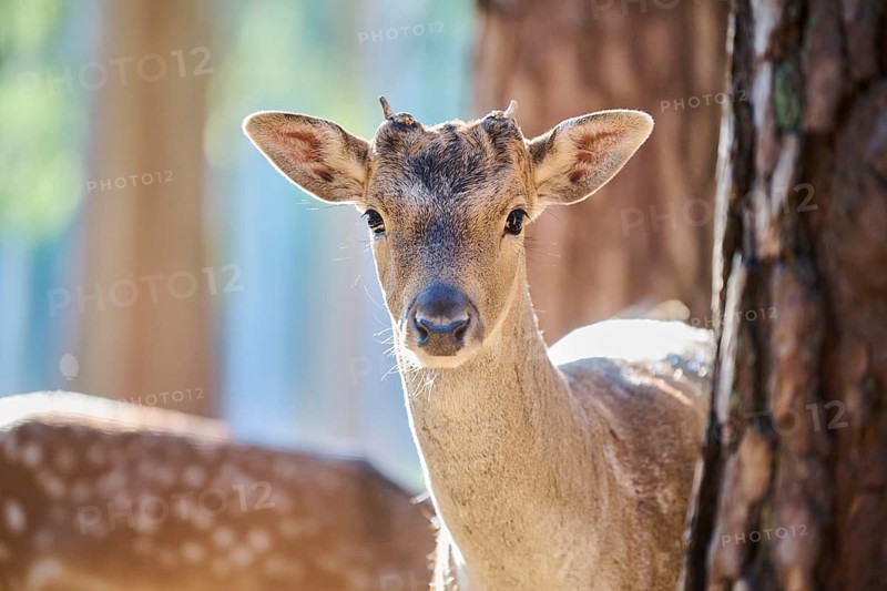 European fallow deer (Dama dama) buck, portrait, in a forest, Bavaria, Germany, Europe
