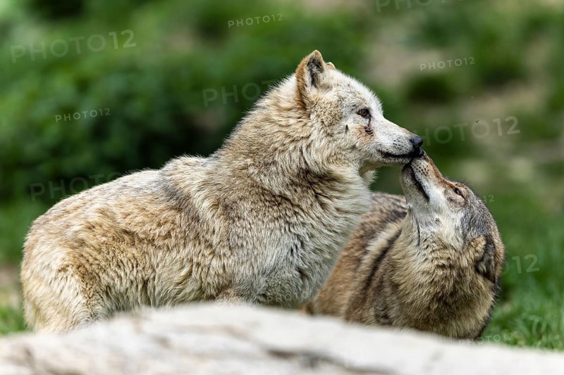 Two wolves interacting in a green, natural environment, possibly showing social bonding, Timberwolf, American wolf (Canis lupus occidentalis)