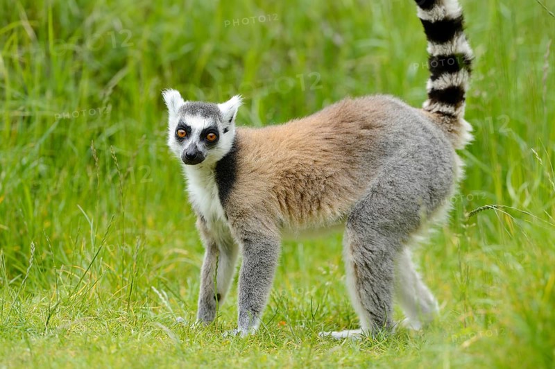 Ring-tailed lemur (Lemur catta) on a meadow, captive, Zoo Augsburg