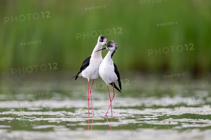Black-winged Black-winged Stilt (Himantopus himantopus), couple making love in the water, Neusiedler See-Seewinkel National Park, Burgenland, Austria, Europe