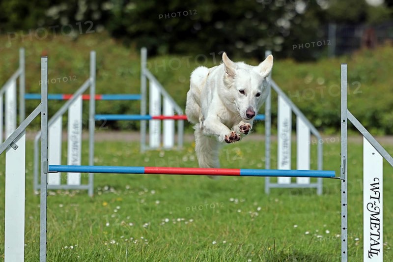 White Swiss Shepherd, Agility