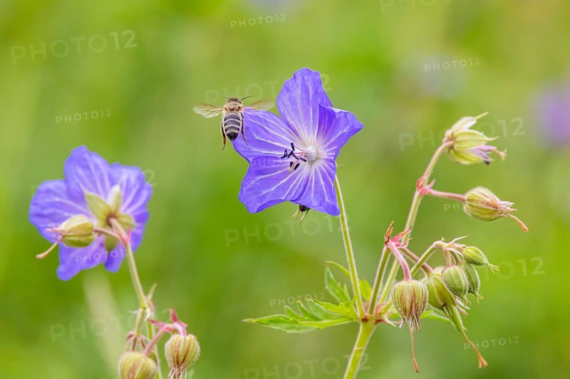 Meadow cranesbill (Geranium pratense) . Eninger Weide on the Swabian Alb, Eningen unter Achalm, Baden-Württemberg, Germany, Europe