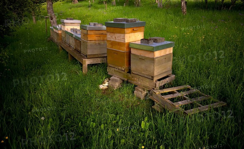Beehives, meadow orchard, Römerstein, Swabian Alb biosphere reserve, Baden-Württemberg, Germany, Europe