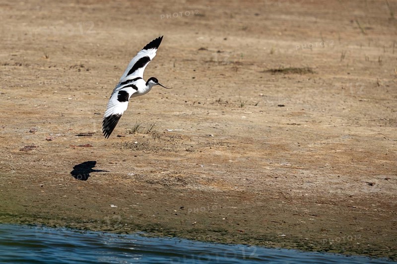 Black-capped avocet (Recurvirostra avosetta) approaching to land