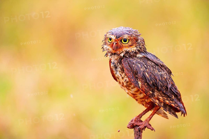 Burrowing owl (Speotyto cunicularia) Pantanal Brazil
