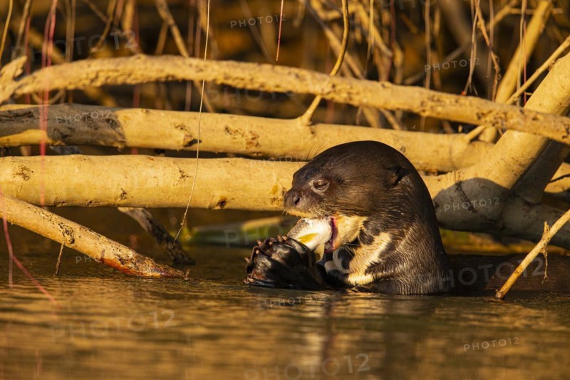 Giant otter (Pteronura brasiliensis) Pantanal Brazil