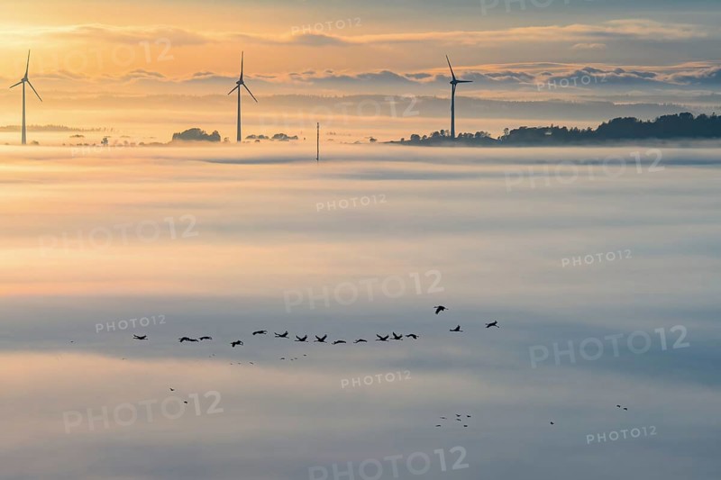 Flock of Cranes migrating south in a foggy landscape with wind turbines rising above the fog in autumn