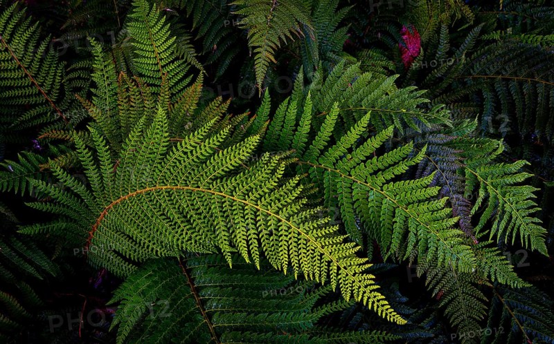 Nature, Plant, Fern, Tracheophyta, green