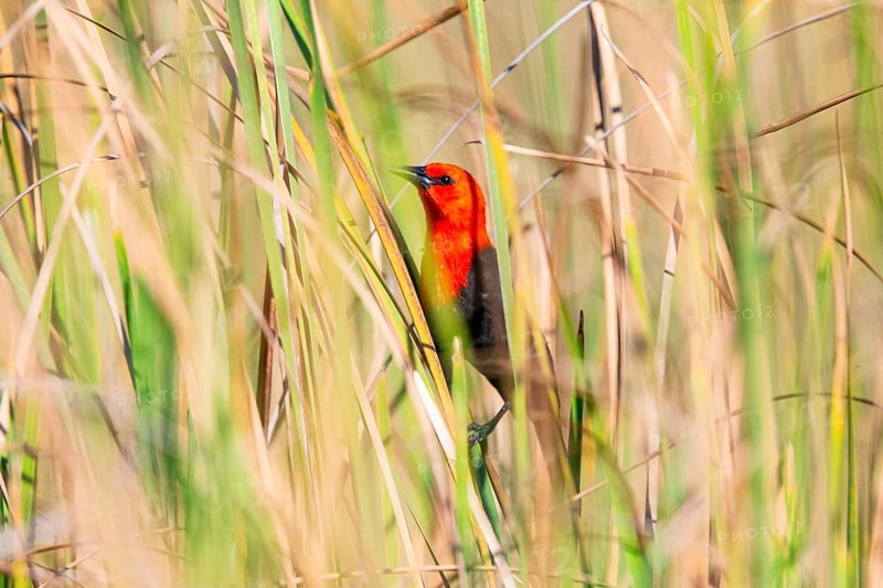 Red-headed blackbird (Amblyramphus holosericeus) Pantanal Brazil