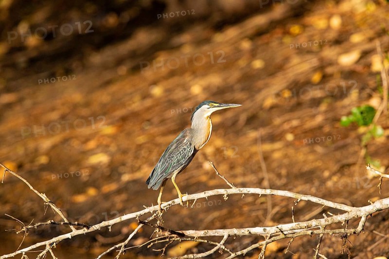 Mongrove Heron (Butorides striatus) Pantanal Brazil