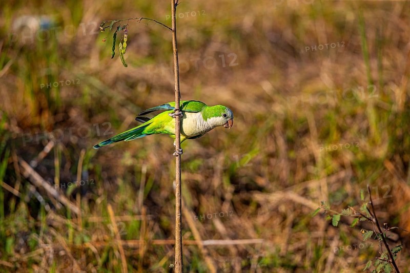 Monk parakeet (Myiopsitta monachus) Pantanal Brazil