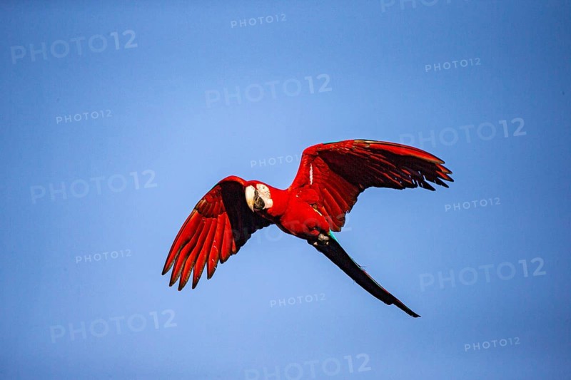 Red-and-green macaw (Ara chloropterus) Buraco das Araras Brazil