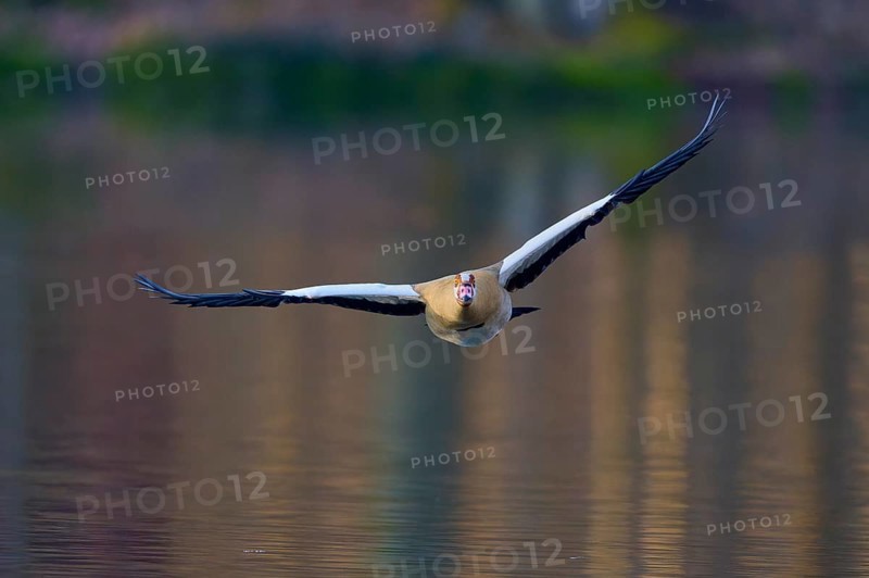 Egyptian goose (Alopochen aegyptiaca), flying directly towards the camera over the water, spring, Bavaria, Germany, Europe