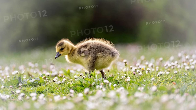 Canada goose chick (Branta canadensis) running through grass and daisies, looking for food, close-up, profile view, background green blurred bushes, Rombergpark, Dortmund, North Rhine-Westphalia, Germany, Europe