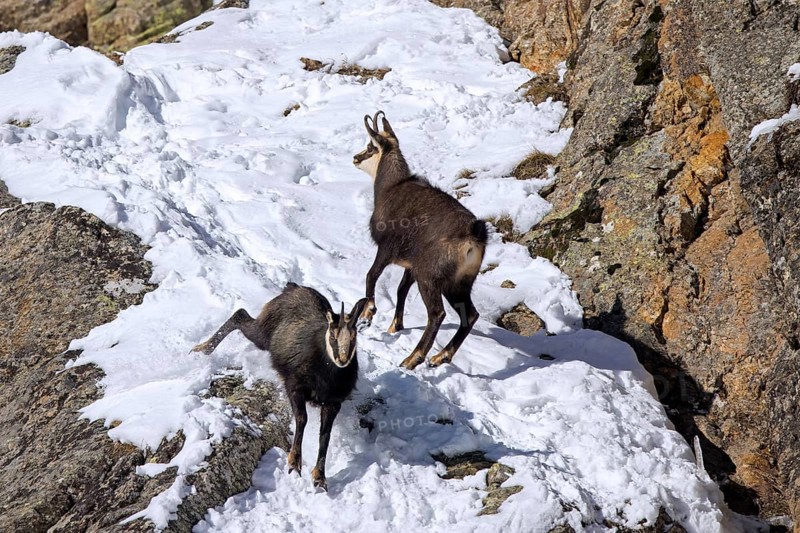Two Alpine chamois (Rupicapra rupicapra) males, bucks in snow covered rock face during the rut in winter in the European Alps