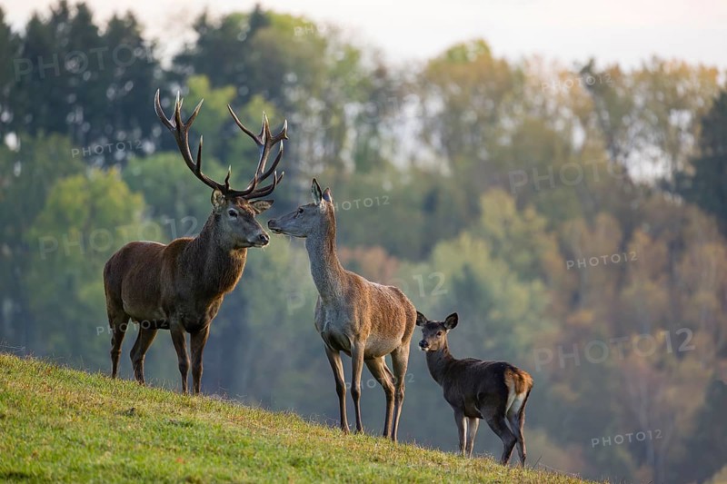 A red deer (Cervus elaphus) family of a stag, a hind and a calf stands in a meadow. A forest in fall foliage is in the background