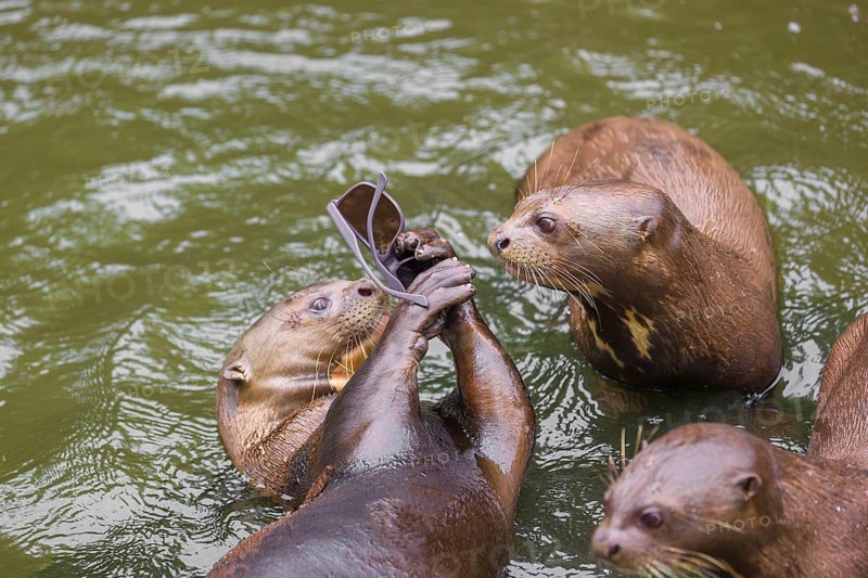 A family of giant otter or giant river otter (Pteronura brasiliensis) play with sunglasses